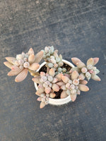 Pachyphytum oviferum 'Kyobijin' 京美人