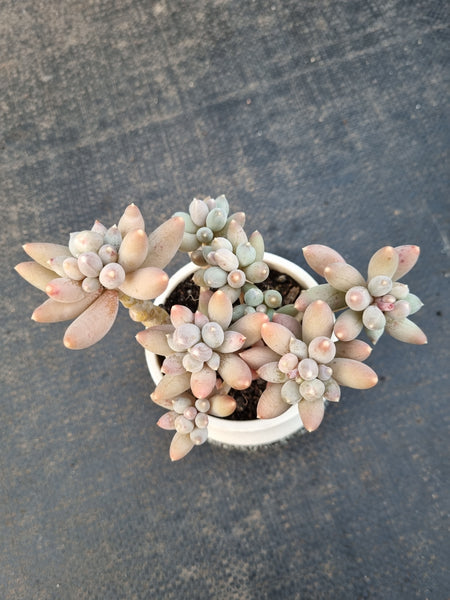 Pachyphytum oviferum 'Kyobijin' 京美人