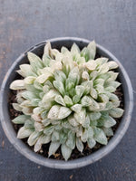 11cm pot Haworthia Silver Swirls  白斑玉露11cm盆
