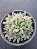 11cm pot Haworthia Silver Swirls  白斑玉露11cm盆
