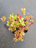 Aeonium saundersii 橄榄球玫瑰