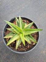 Gasteraloe 'Green Gold' Variegated