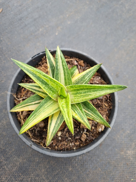 Gasteraloe 'Green Gold' Variegated