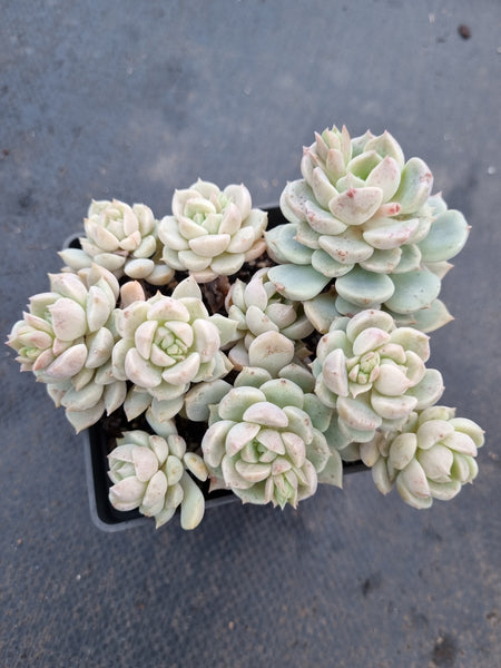 *GLGhybrid(1-1078) Graptoveria Titubans hybrid 白牡丹杂