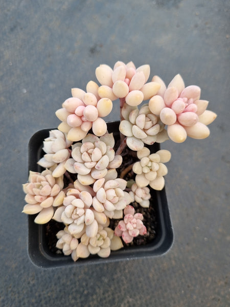 *GLGhybrid(1-1036) Assorted Succulents