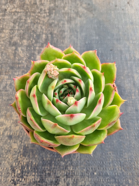 *GLGhybrid(2-287) Echeveria Agavoides Amestro hybrid 野马冬云杂