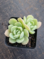 *GLGhybrid(1-725)  Echeveria Elegans 'Alba' hybrid 白月影杂