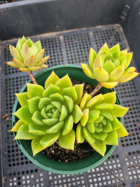 *GLGhybrid(2-67) Echeveria Agavoides Lipstick hybrid 口红杂