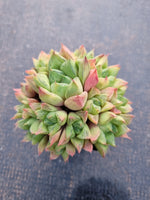 Haworthia Cuspidata