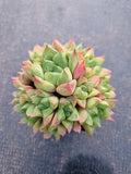 Haworthia Cuspidata