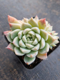 *GLGhybrid(1-727)  Echeveria Elegans 'Alba' hybrid 白月影杂