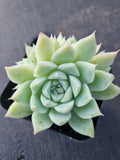 *GLGhybrid(1-371) Echeveria Elegans 'Alba' hybrid 白月影杂