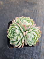 *GLGhybrid(1-630) Echeveria Mexico Minima hybrid 墨姬杂