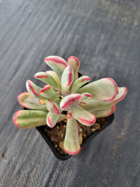 Cotyledon Orbiculata cv. Long Leaf Variegated 棒叶福娘锦