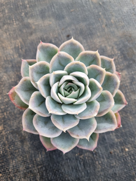 *GLGhybrid(1-381) Echeveria Mexican Snowball hybrid 墨西哥雪球杂