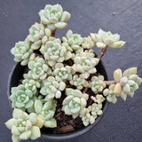 *GLGhybrid(2-100) Graptoveria Titubans hybrid 白牡丹杂