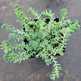 Sedum Dasyphyllum 'Major' 璇叶姬星美人