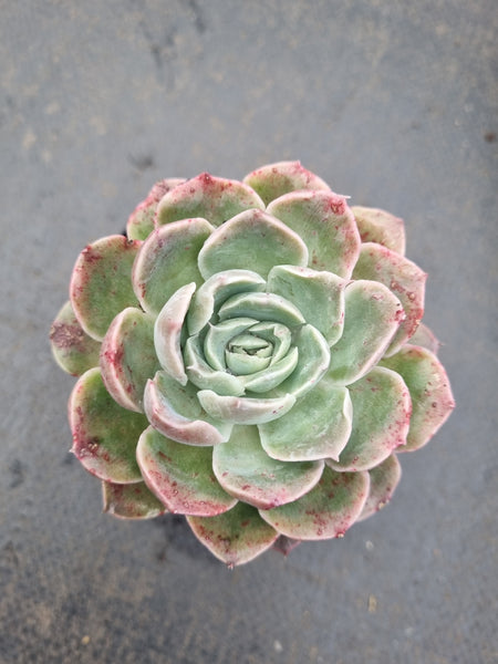 *GLGhybrid(1-1337) Echeveria shaviana hime hybrid 沙维娜杂