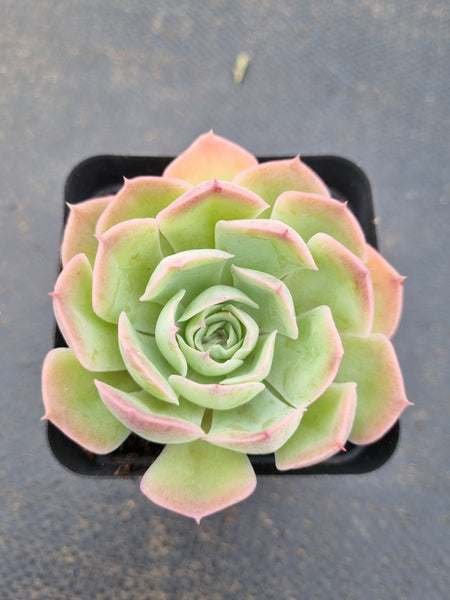 *GLGhybrid(1-1585) Echeveria Hyalina hybrid 海琳娜杂