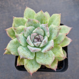 *GLGhybrid(1-301) Echeveria White Bloody Maria Monstrose 白血玛石化