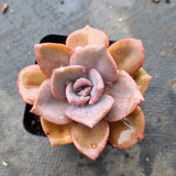 Graptoveria 'Mrs Richards/Gypsy 彩虹糖