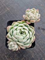 *GLGhybrid(1-723)  Echeveria Elegans 'Alba' hybrid 白月影杂