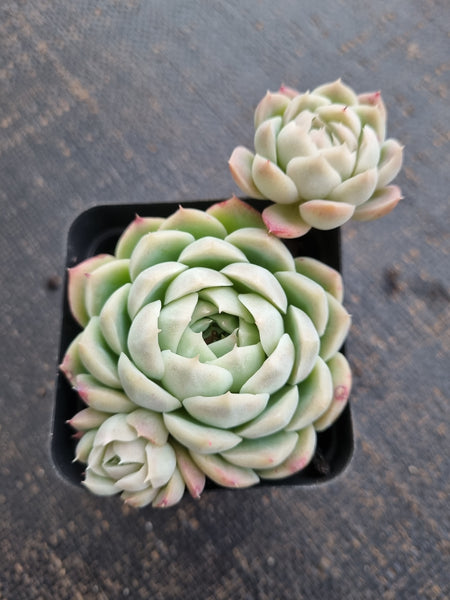 *GLGhybrid(1-723)  Echeveria Elegans 'Alba' hybrid 白月影杂