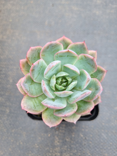 *GLGhybrid(1-1581) Echeveria Puebla hybrid 普埃布拉杂