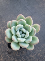 *GLGhybrid(1-790) Pachyveria Elaine hybrid 香水杂