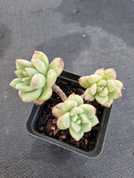 *GLGhybrid(1-1165) Graptopetalum Mendozae hybrid 丸姬杂
