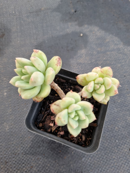 *GLGhybrid(1-1165) Graptopetalum Mendozae hybrid 丸姬杂