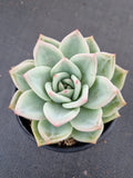 Echeveria white Champaign 白香槟