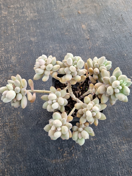 *GLGhybrid(1-696) Graptopetalum Mendozae X Baby Finger 丸姬杂婴儿手指