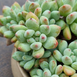 *GLGhybrid(2-94) Pachyveria Elaine × Sedeveria Blue Elf 香水精灵