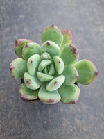 *GLGhybrid(1-799) Pachyveria Elaine hybrid 香水杂