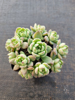 *GLGhybrid(1-847)  Echeveria Sierra Hybrid 爱斯诺杂