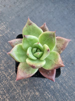 *GLGhybrid(1-787) Echeveria Champaign hybrid 香槟杂