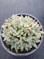 11cm pot Haworthia Silver Swirls  白斑玉露11cm盆