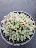 11cm pot Haworthia Silver Swirls  白斑玉露11cm盆
