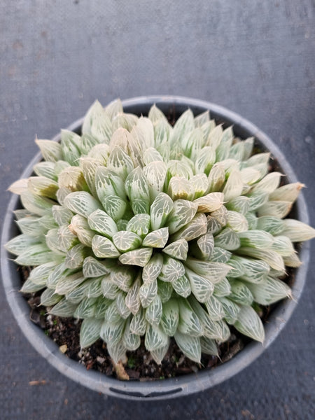 11cm pot Haworthia Silver Swirls  白斑玉露11cm盆