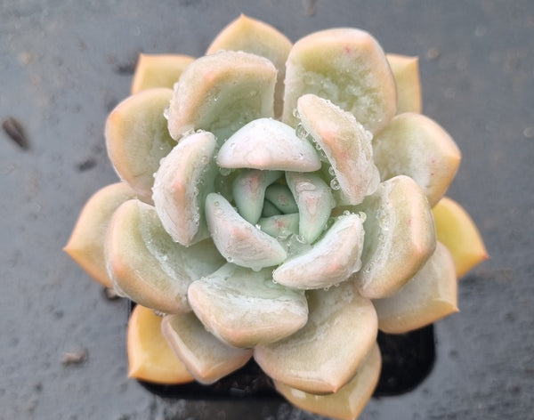 *GLGhybrid(1-1431) Pachyveria Elaine hybrid 香水杂