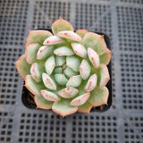 Echeveria Tippy 蒂比
