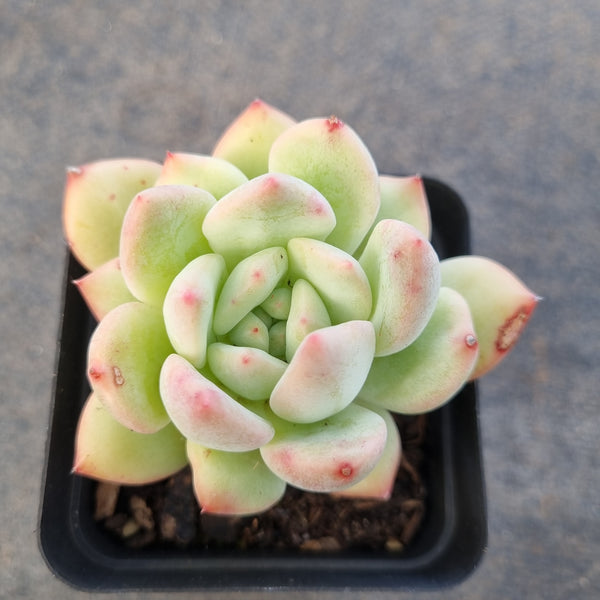 *GLGhybrid(1-1671) Pachyveria Elaine hybrid 香水杂