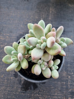 *GLGhybrid(2-339) Pachyveria 'Concubine's Finger' 贵妃手指