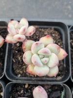 *GLGhybrid(1-908) Special hybrid pack of 4