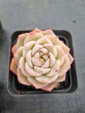 Echeveria Sarang 爱神