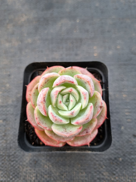 *GLGhybrid(1-983) Echeveria Sierra Hybrid 爱斯诺杂
