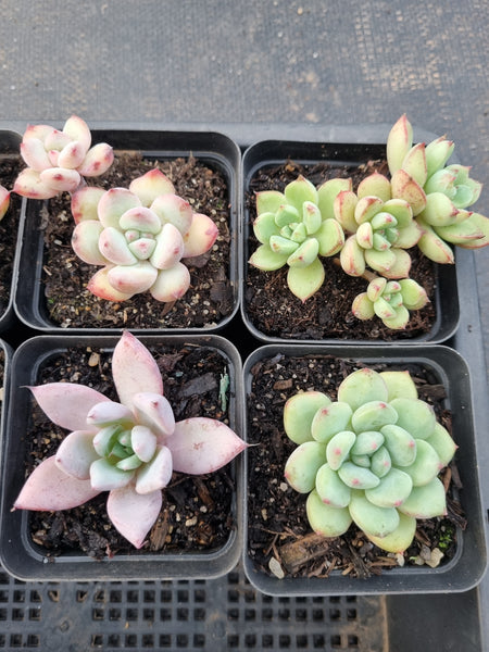 *GLGhybrid(1-908) Special hybrid pack of 4