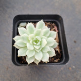 Echeveria Prolifica Variegated 粉蔓锦