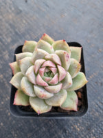 *GLGhybrid(1-769)  Echeveria Elegans 'Alba' hybrid 白月影杂